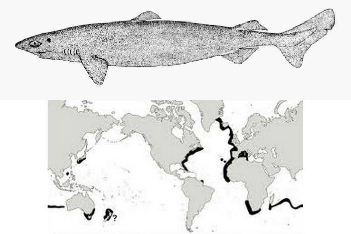 Большая белая акула, или кархародон