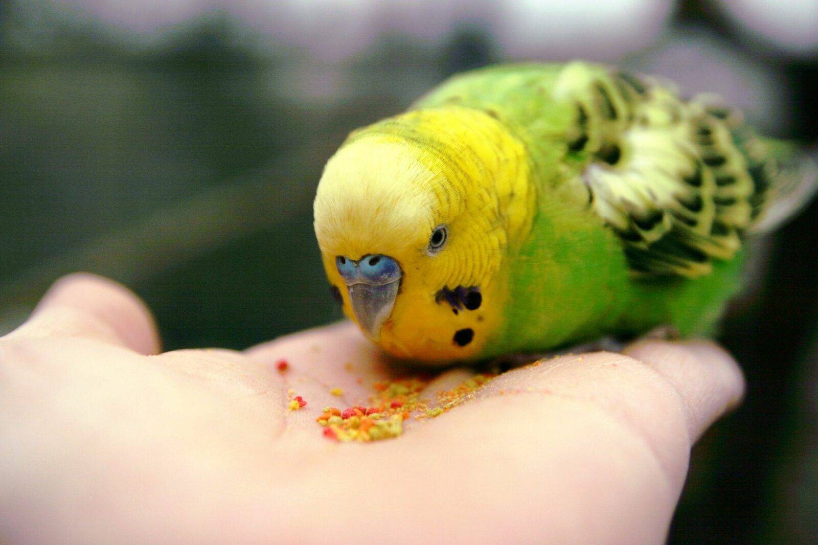 Приручение попугая