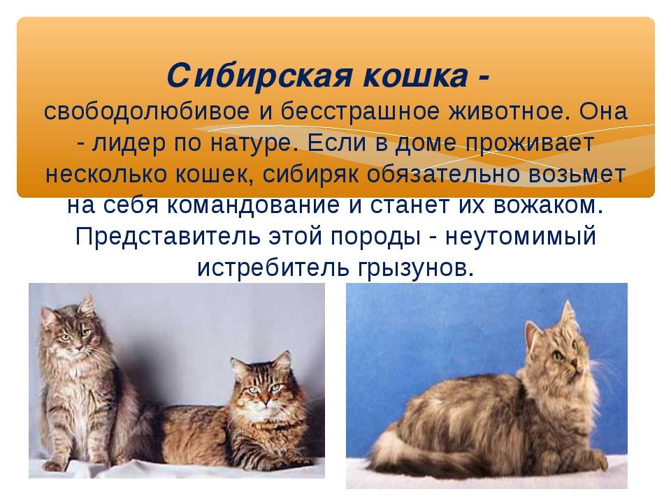 Сибирская кошка: описание породы, фото, окрасы, характер, отзывы, сколько лет живут и чем кормить?