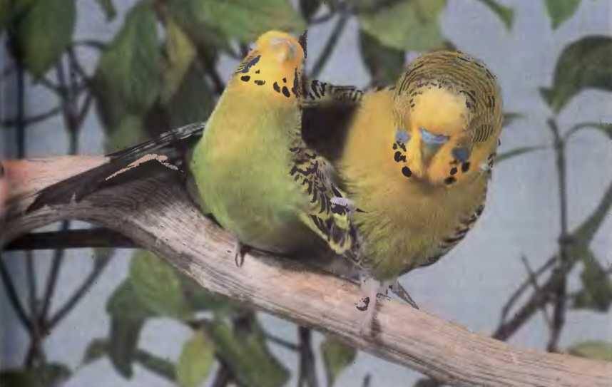 Как проходит брачный период у волнистых попугаев? | болезни попугаев
как проходит брачный период у волнистых попугаев? | болезни попугаевболезни попугаев