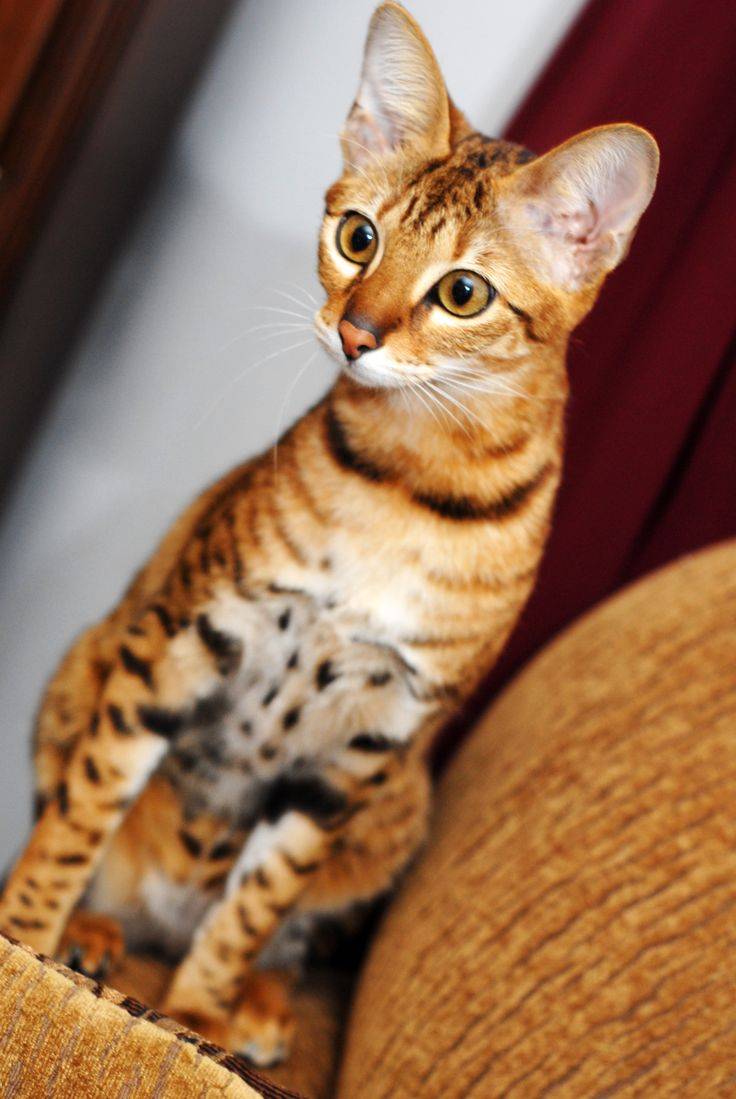 Серенгети (домашняя кошка с «диким» окрасом)