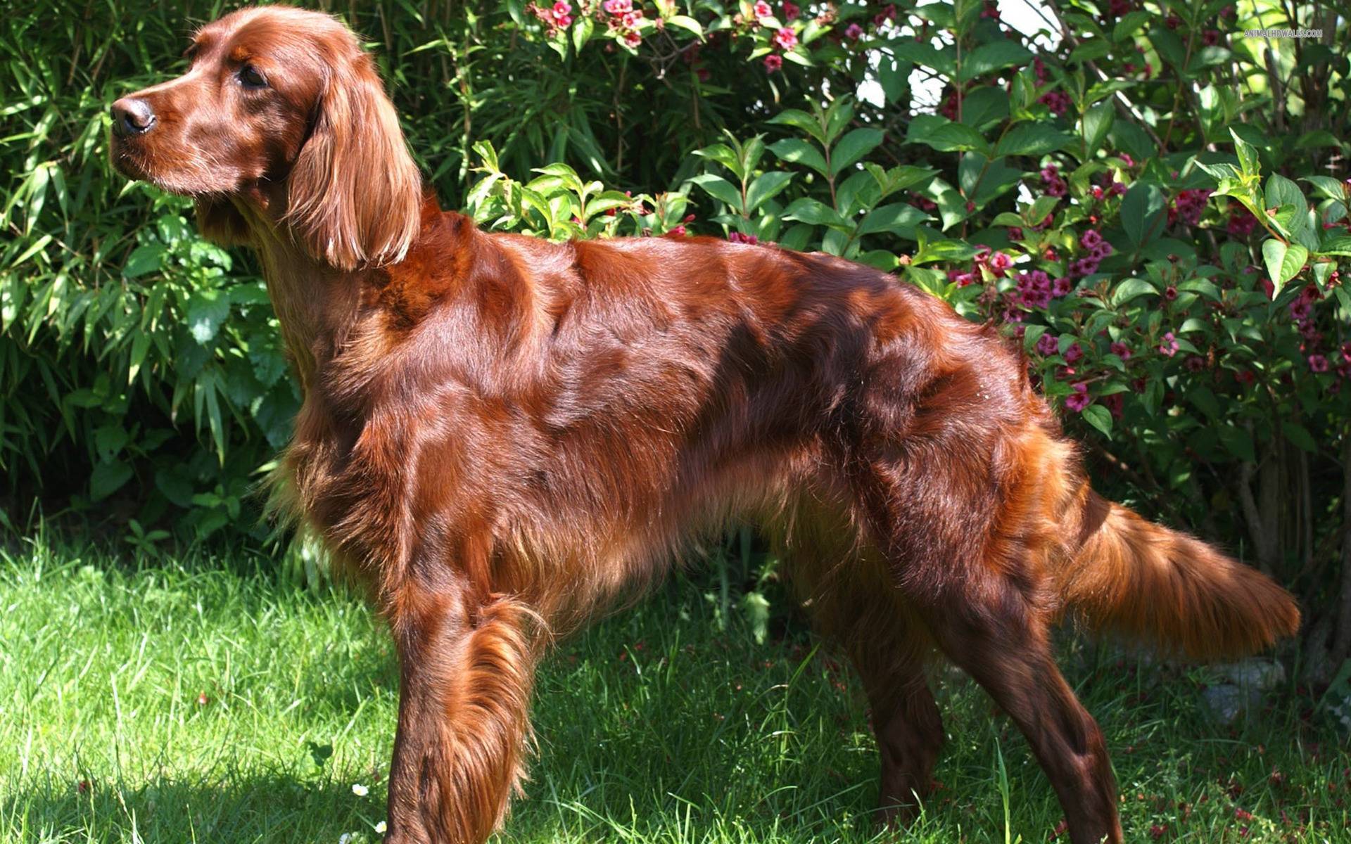 Порода собак под названием сеттер: все разновидности с фотографиями и краткой характеристикой