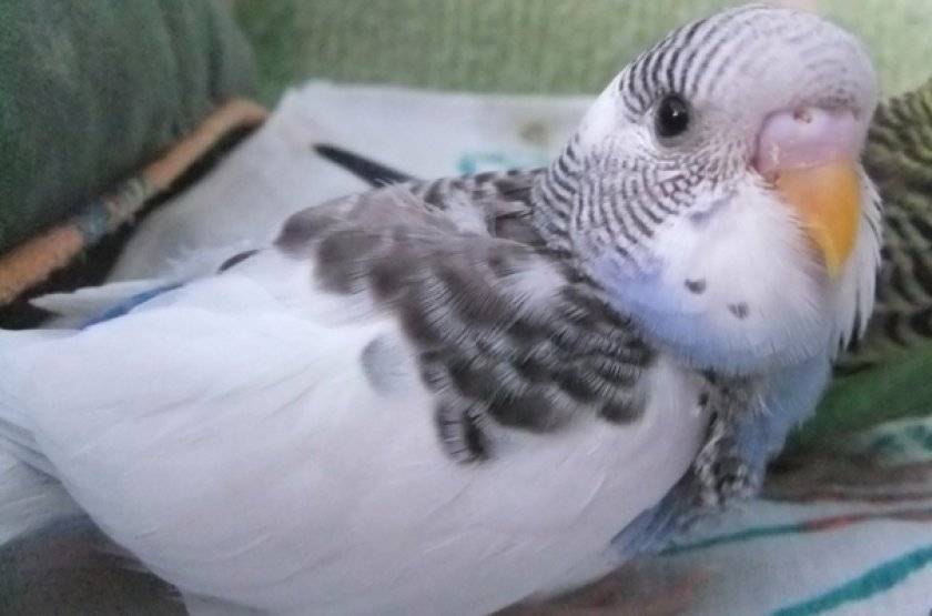 Волнистый попугай чихает: простуда или проблемы с легкими?