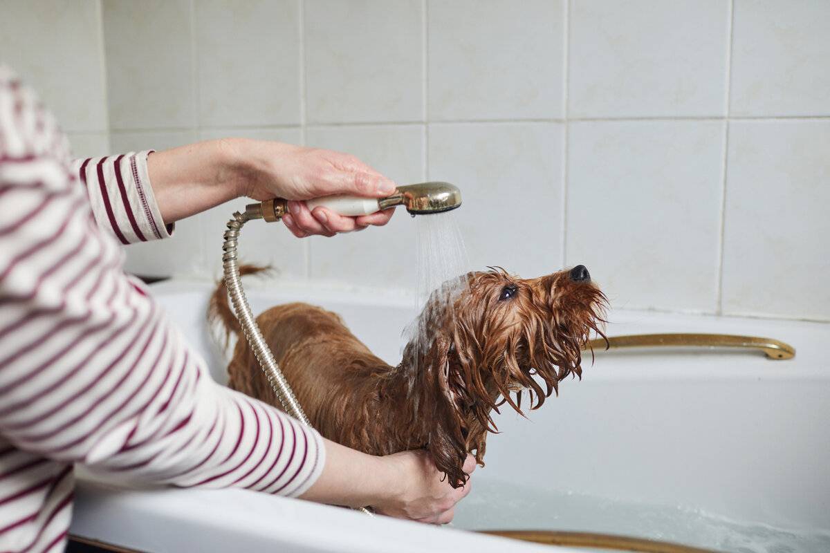 Как часто можно мыть собаку в домашних условиях и как правильно купать любимца после прогулки