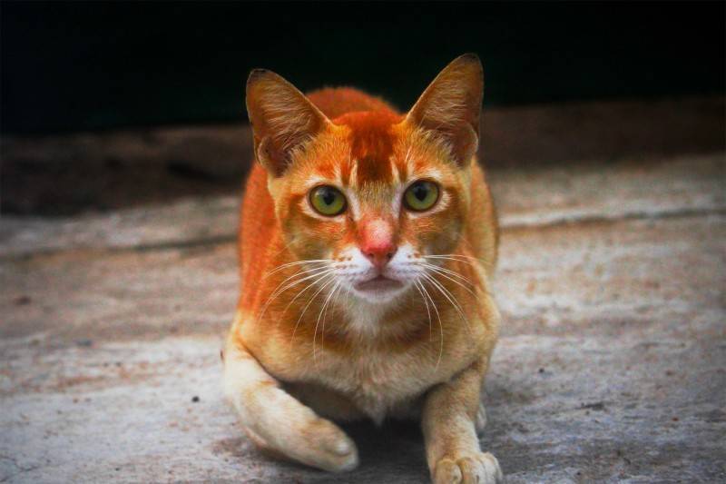 Цейлонская кошка: подробный обзор породы с фото и видео