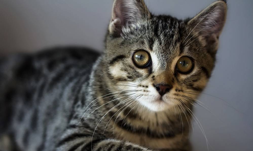 Американская жесткошерстная кошка: фото и описание (характер, уход и кормление)