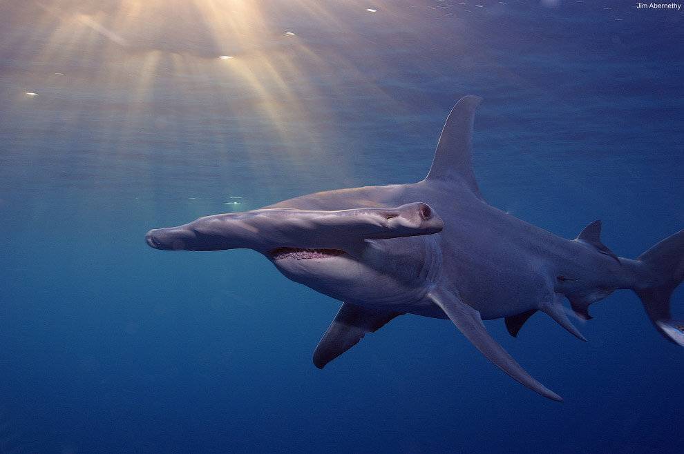 Акула-молот: опасна ли для человека, интересные факты, особенности размножения