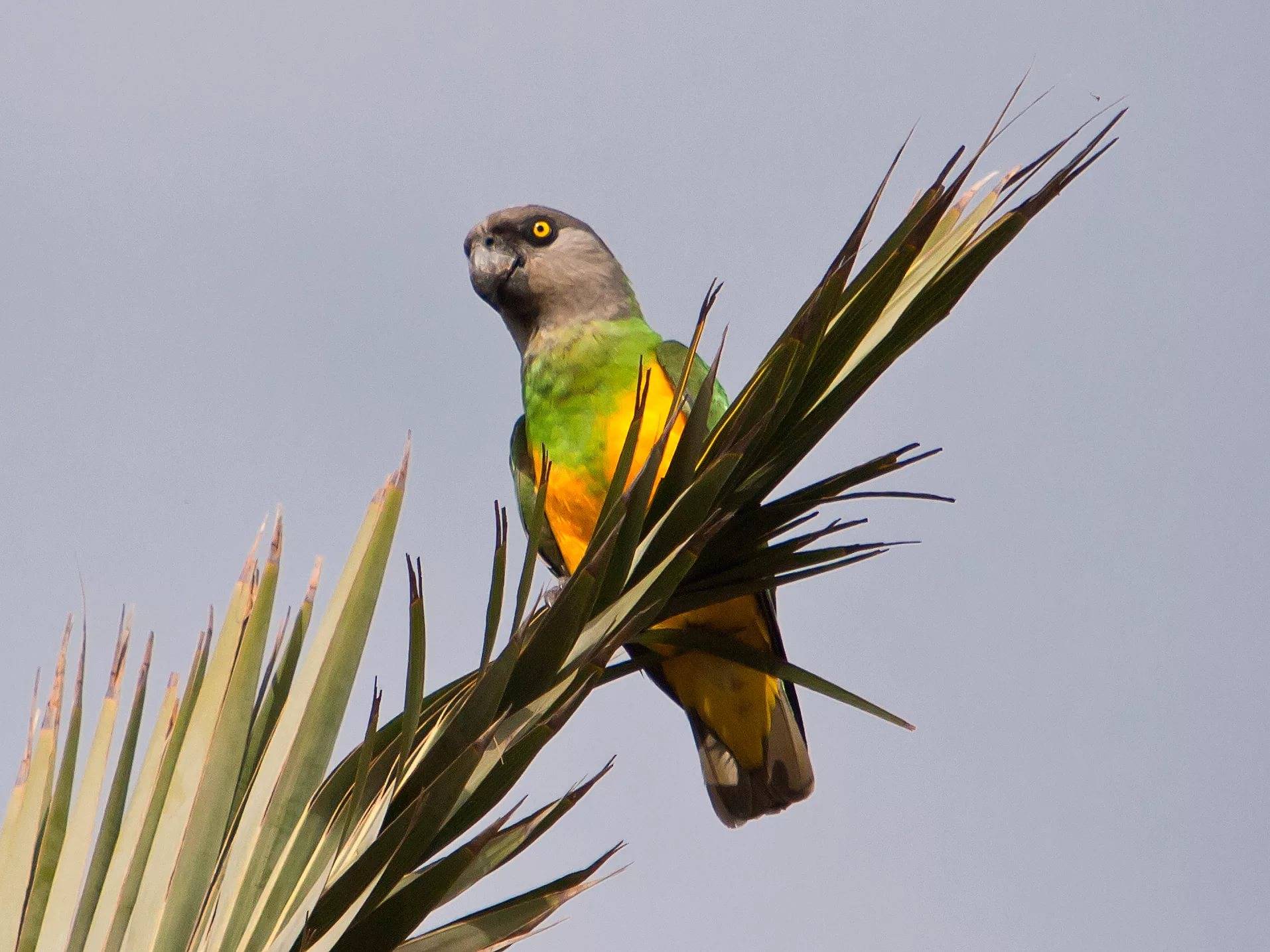 Сенегальский попугай: описание, содержание дома, фото