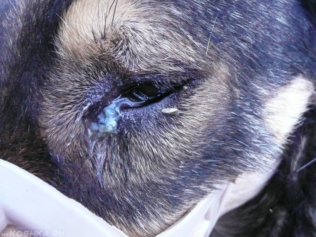 Почему у вашей собаки слезятся глаза