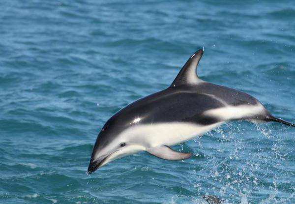 Беломордый дельфин краткое описание для школьников