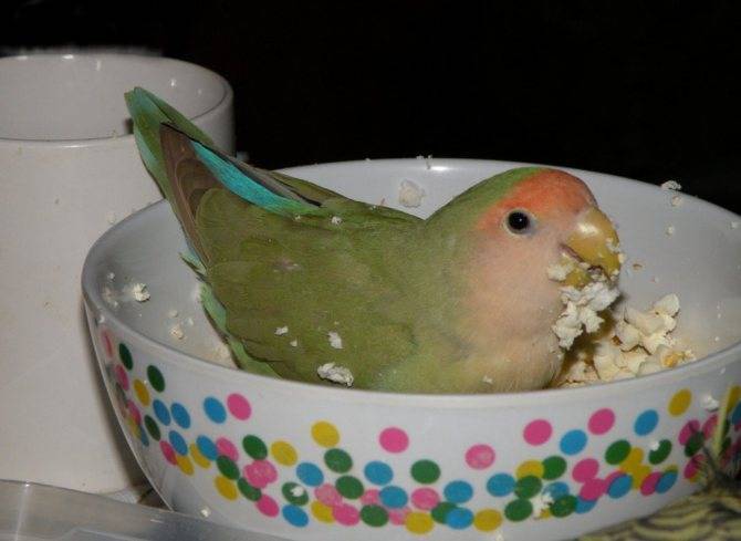 Чем кормить попугая неразлучника, что ест неразлучник