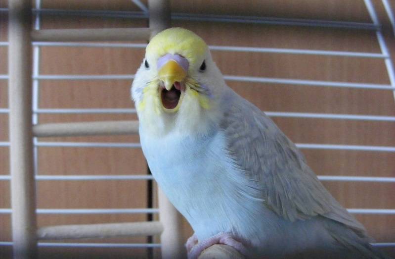 Попугай кашляет - лечение и уход за попугайчиком при кашле