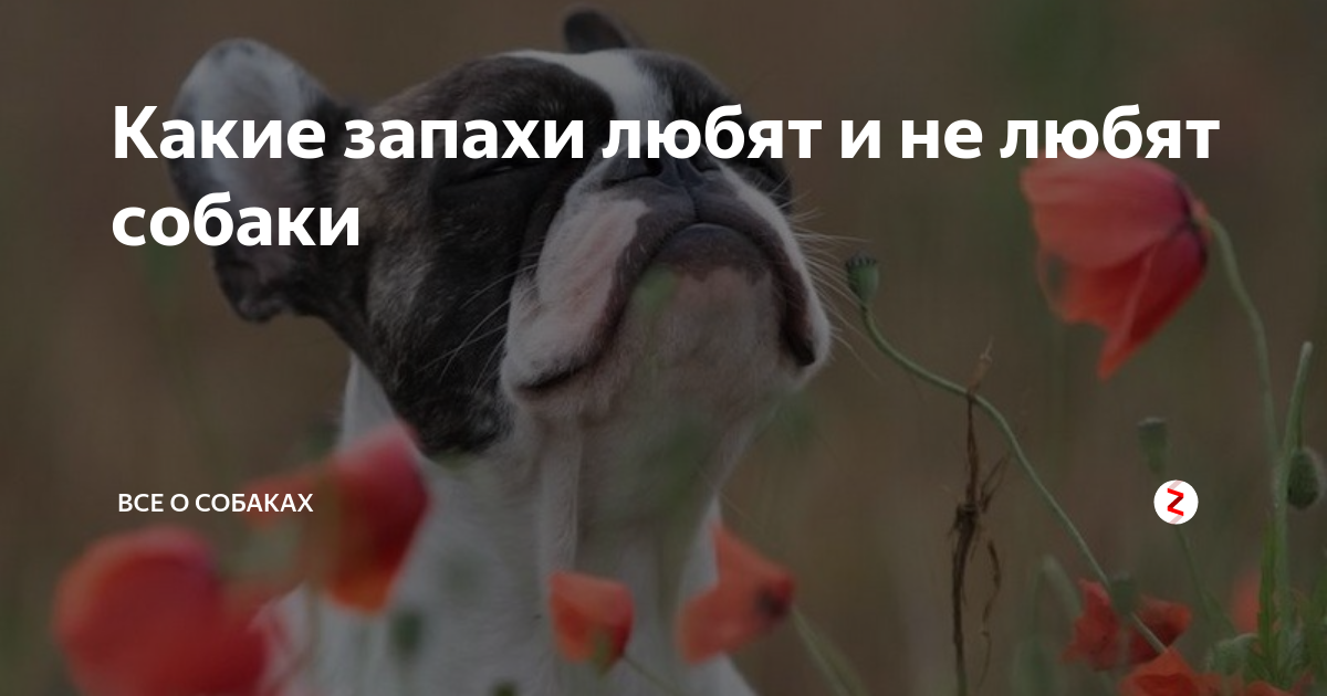 Какой запах не любят собаки, не переносят, какой их отпугивает от клумб, огорода, спрей для отпугивания - блог о животных - zoo-pet.ru