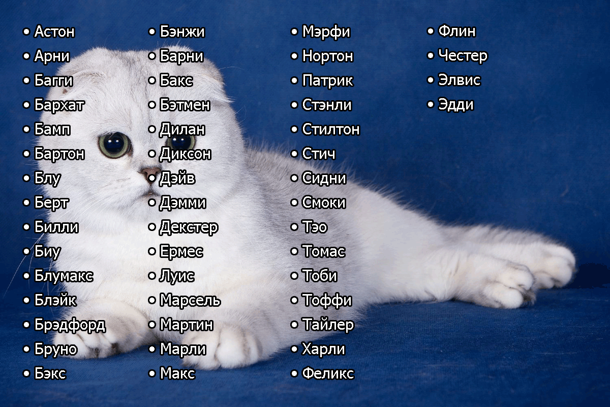 Унисекс имена подходящих и кошкам, и котам