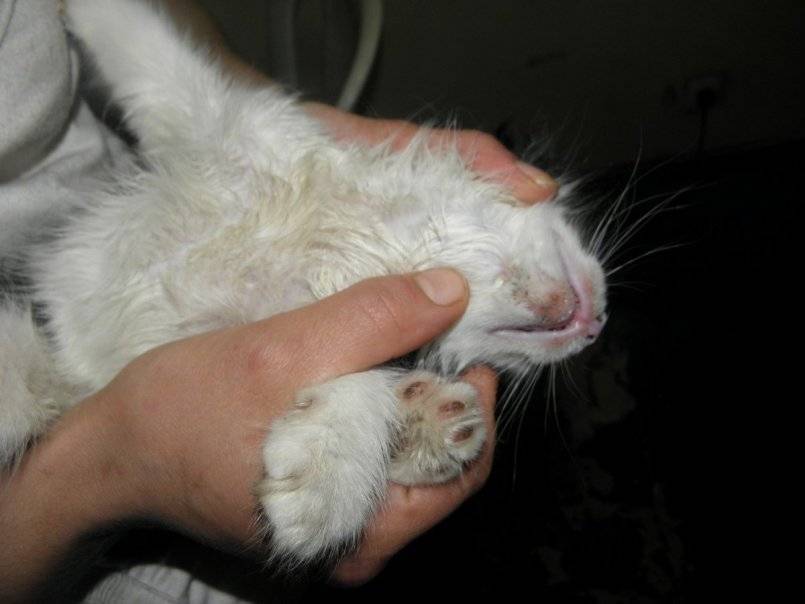 Стригущий лишай у кошек: как выглядит и чем лечить  - mimer.ru