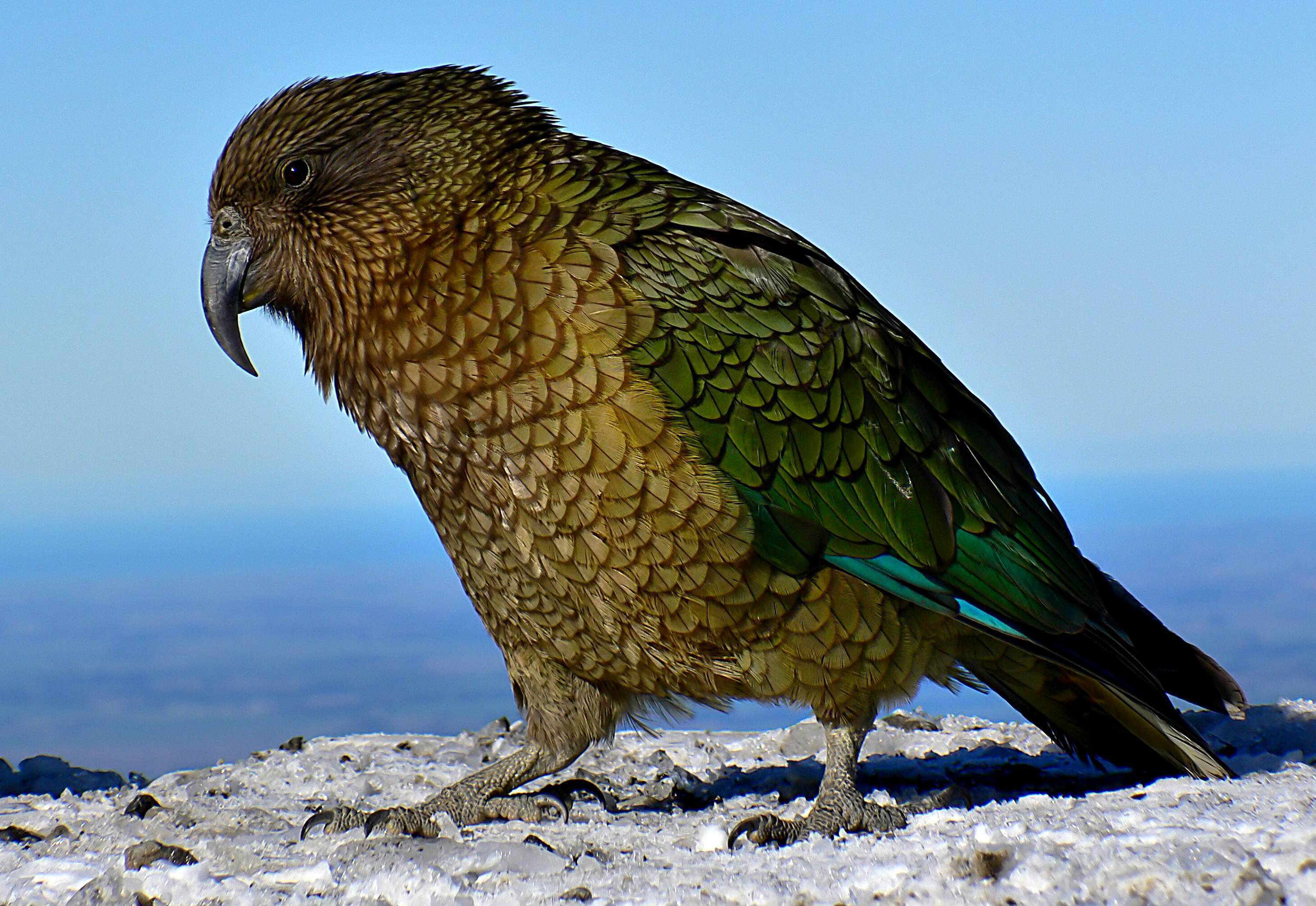 Кеа попугай. образ жизни и среда обитания попугая кеа | животный мир