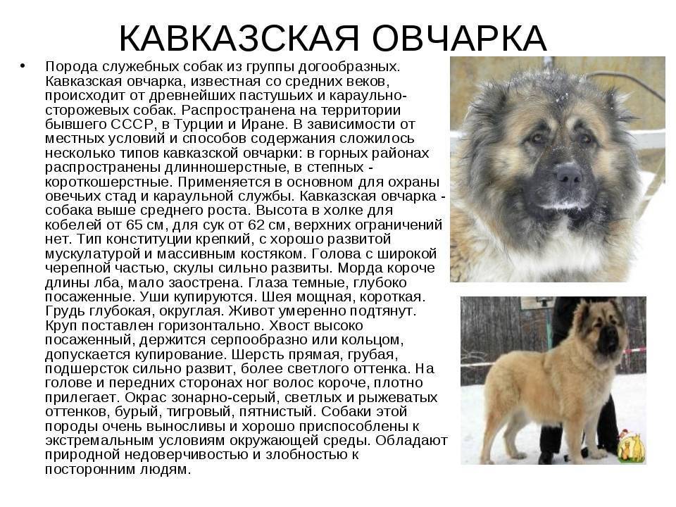 Породы собак: Кавказская овчарка
