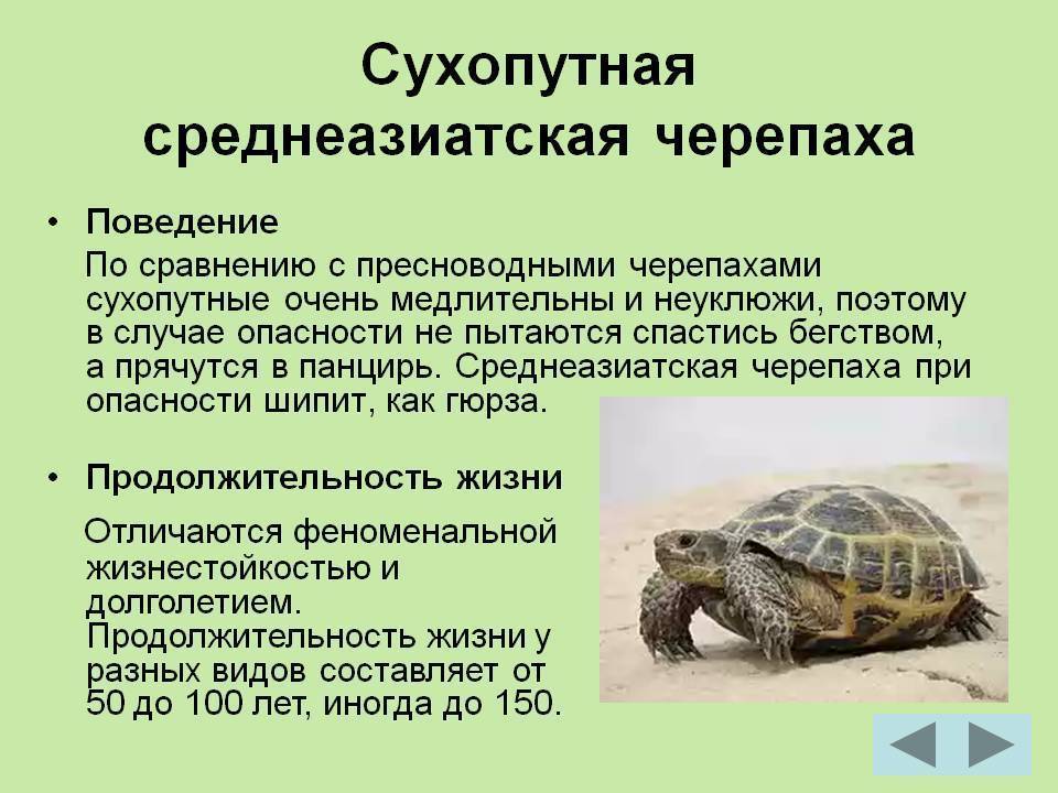 Agrionemys horsfieldii (среднеазиатская степная черепаха) - все о черепахах и для черепах