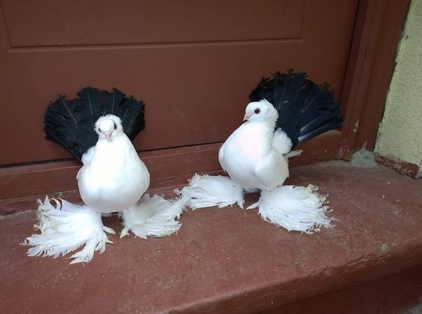Высоколетные голуби: описание пород, фото. максимальная высота полета голубя