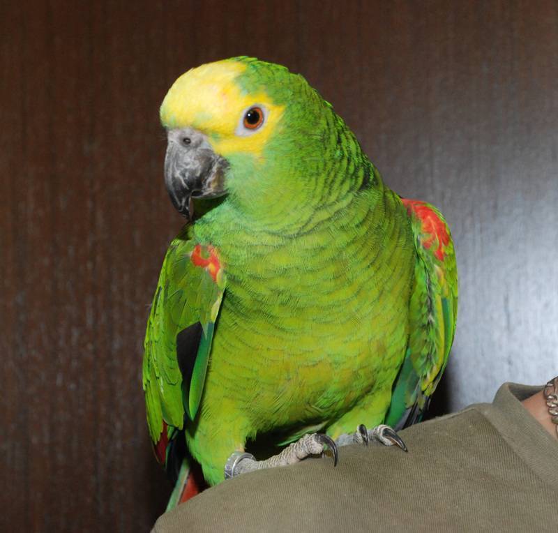 Домашние виды попугаев, 10 лучших пород попугаев для дома