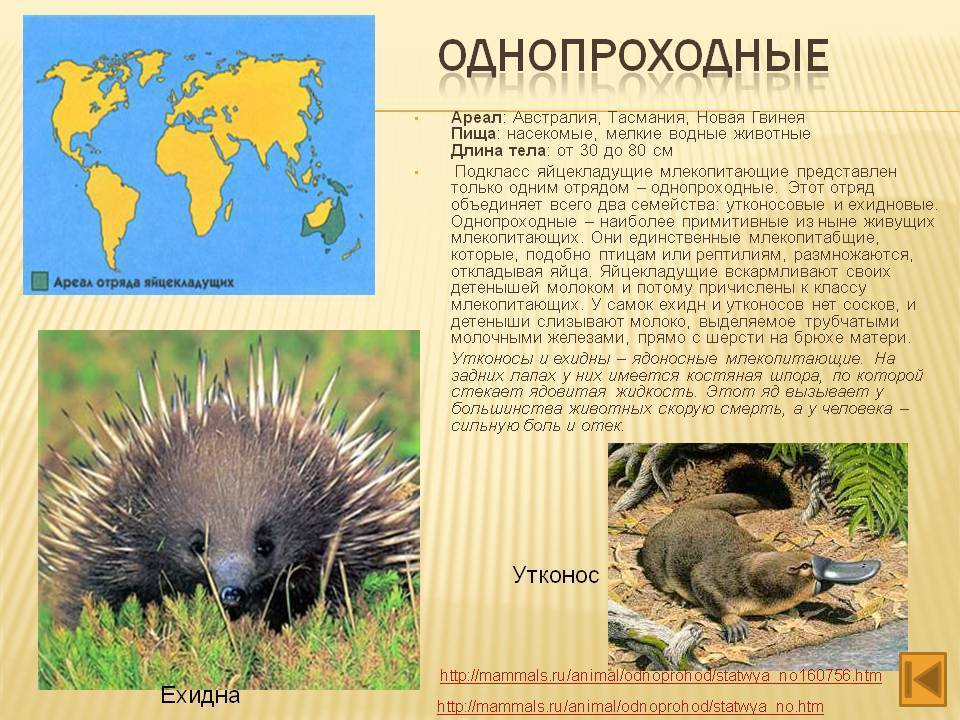 Утконос животное. описание, особенности, виды, образ жизни и среда обитания утконоса