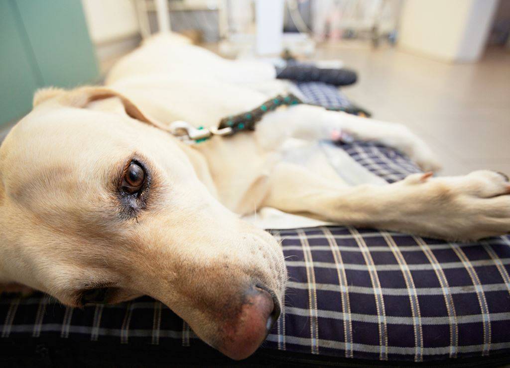 Астма у собак - признаки, диагностика, лечение