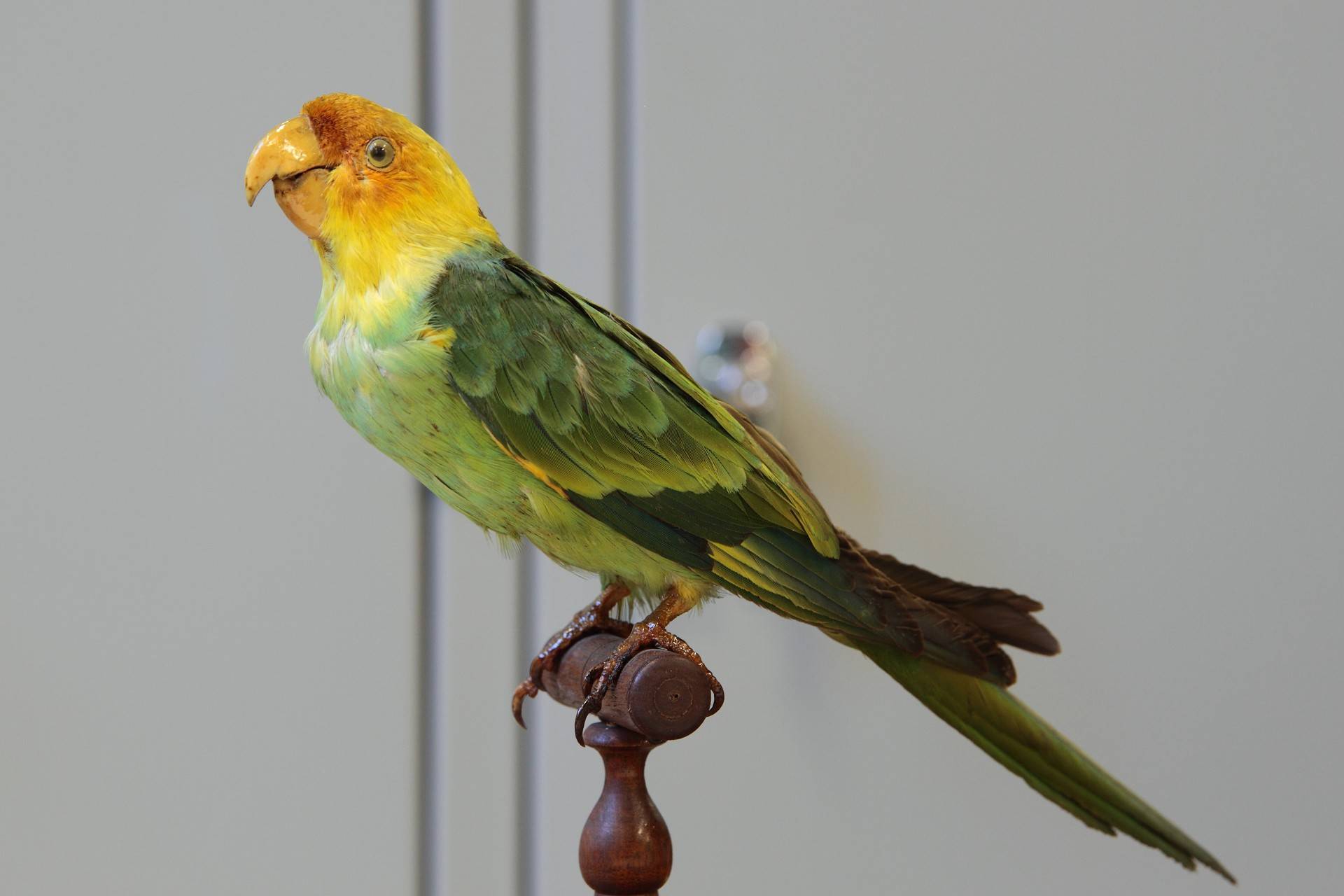 Каролинский попугай: описание, фото, интересные факты