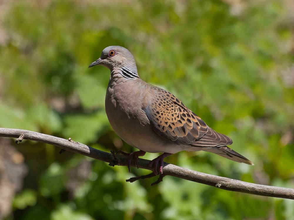 Дикие и лесные голуби: обзор и описание видов