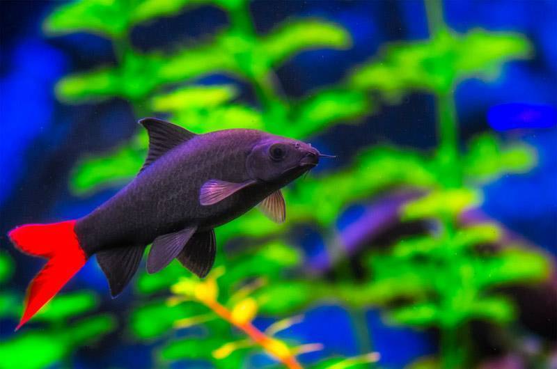 Лабео — рыбка аквариумная: совместимость, разведение, содержание и уход
