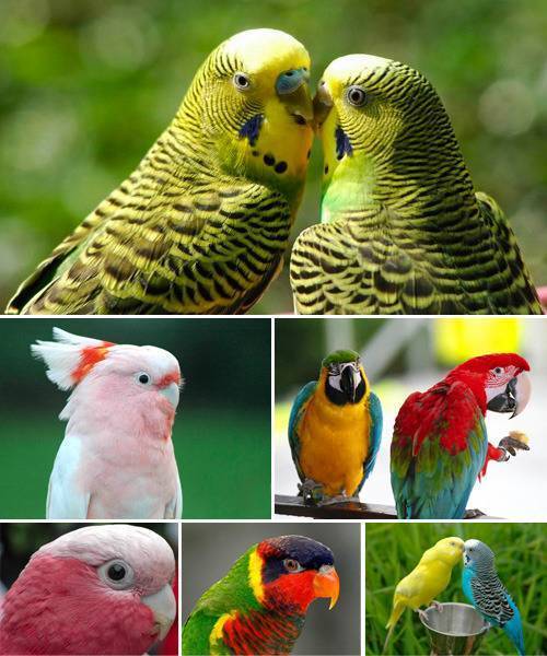 Виды попугаев: сколько всего, каких можно содержать дома