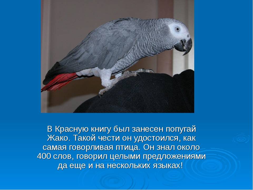 ᐉ попугай жако - как выбрать, уход и содержание, как купать, отзывы владельцев - zoovet24.ru