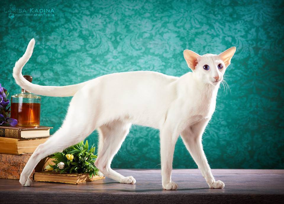 Сиамская длинношерстная кошка - описание породы, фото