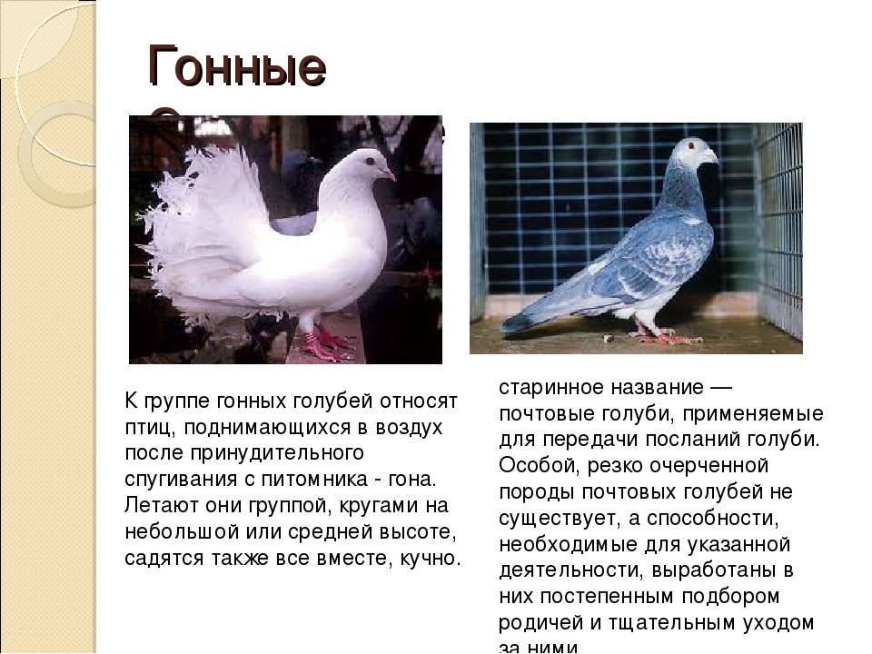 Бойные голуби: описание пород с фото, условия содержания, кормления, разведение