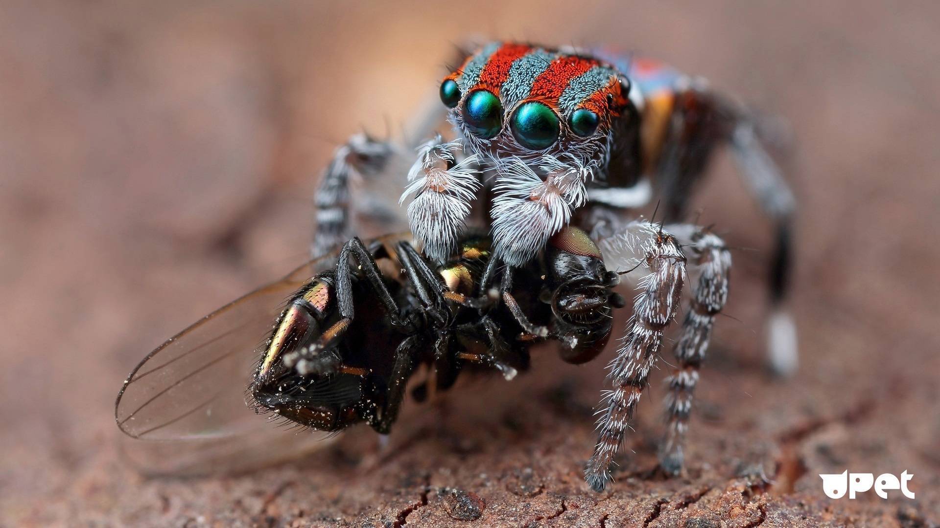 Королевский паук-скакун | мир животных и растений