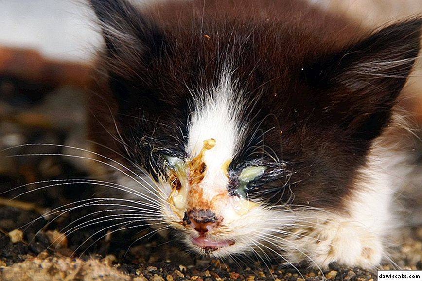 Панлейкопения у кошек: симптомы, профилактика | блог ветклиники "беланта"