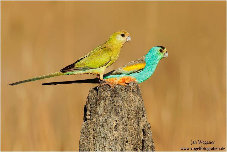 Травяной попугай | описание, содержание, питание попугаев - kotiko.ru