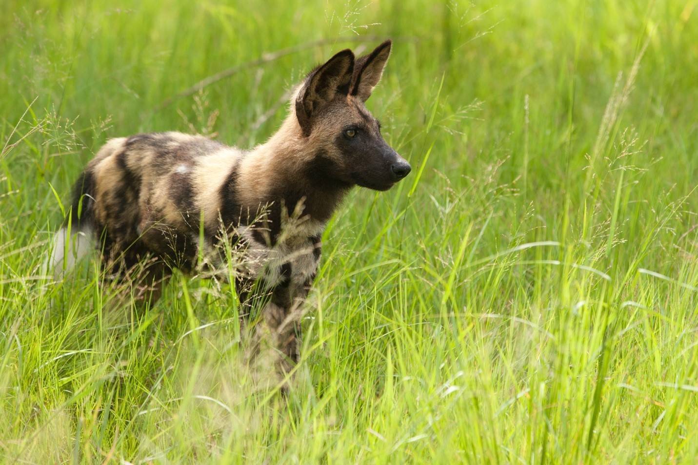 Гиеновая собака. образ жизни и среда обитания гиеновой собаки