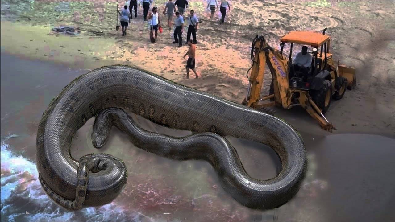 Самые большие змеи в мире - topkin | 2021