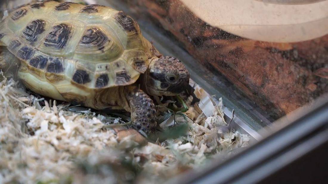 Как ухаживать за черепахой в домашних условиях: важные знания