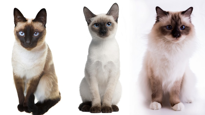 Кто определяет породу кошек ⋆ онлайн-журнал для женщин