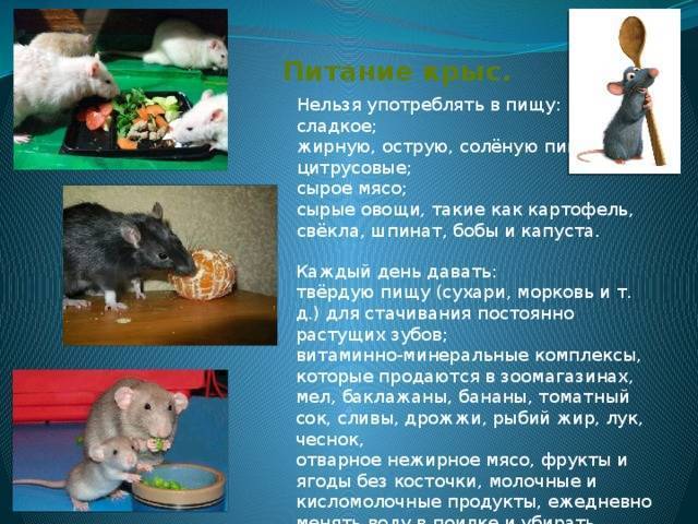 Что едят домашние крысы: рацион грызуна - люблю хомяков