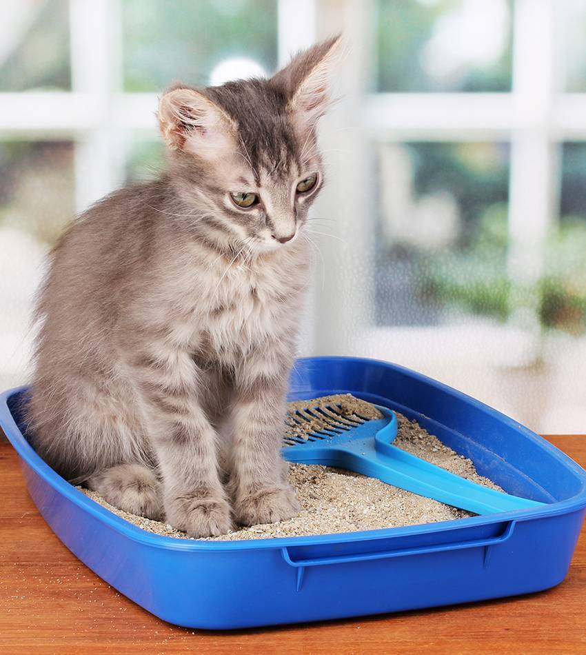 Как приучить котенка к лотку в квартире за 1 день: используя наполнитель или без него