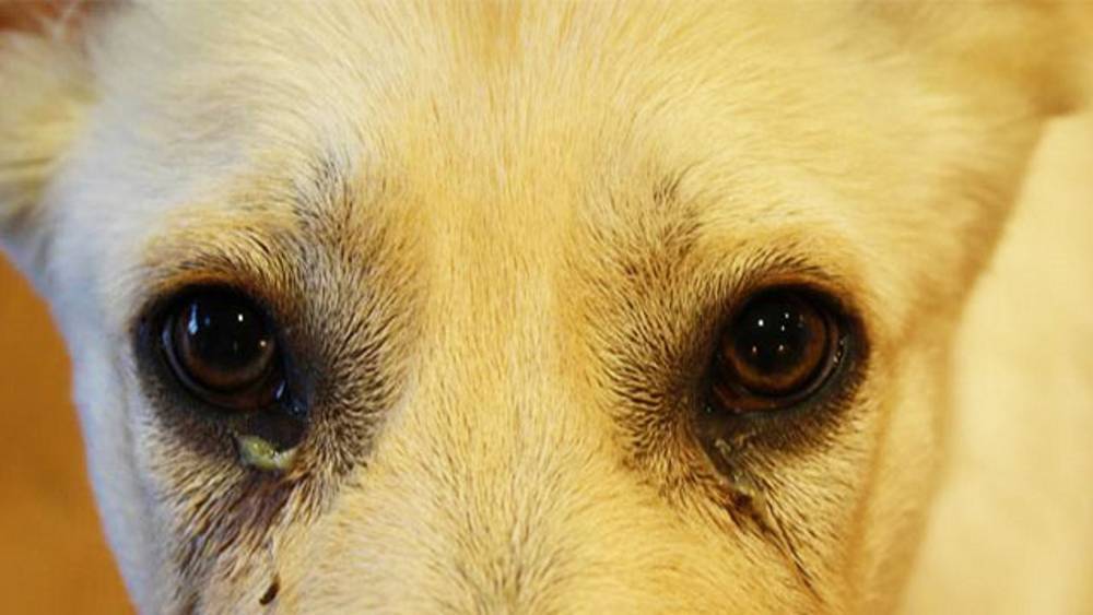 Конъюнктивит у собак – лечение воспаления глаза