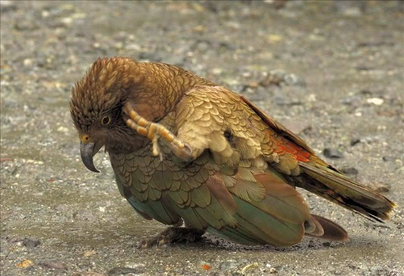 Кеа попугай (нестор) - птица, охотящаяся на овец