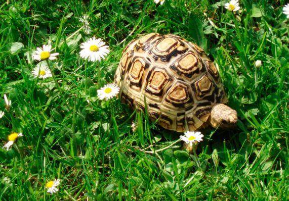 Кожистая черепаха (лут) – фото, описание, ареал, питание, враги, популяция