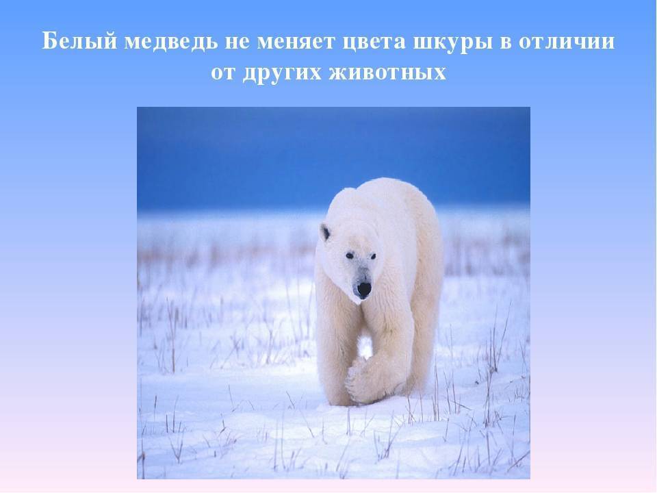 Редкие животные из красной книги. полярный медведь - хвастунишка
 - 12 августа
 - 43197039441 - медиаплатформа миртесен
