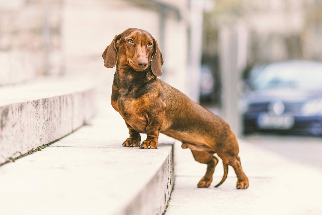Кроличья такса: как выглядит взрослая собака на фото, описание породы и отзывы владельцев о характере питомца