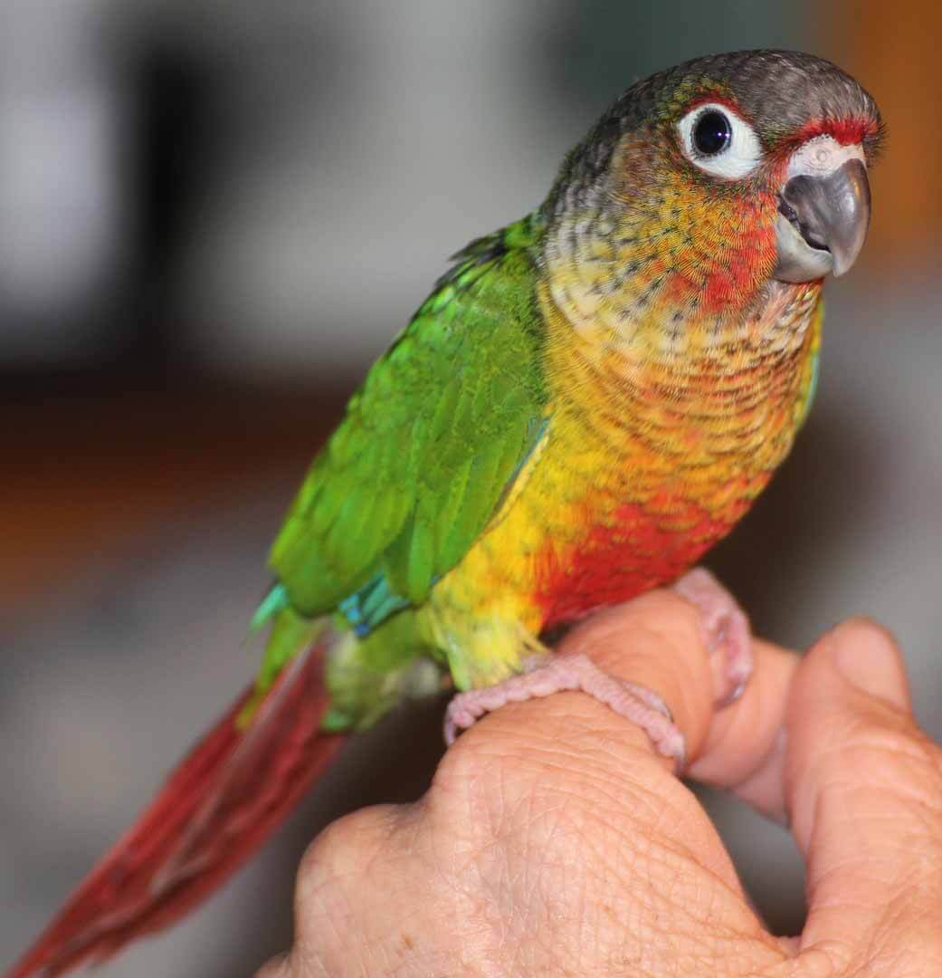 Самые маленькие попугаи в мире: топ-4 с описанием и фото