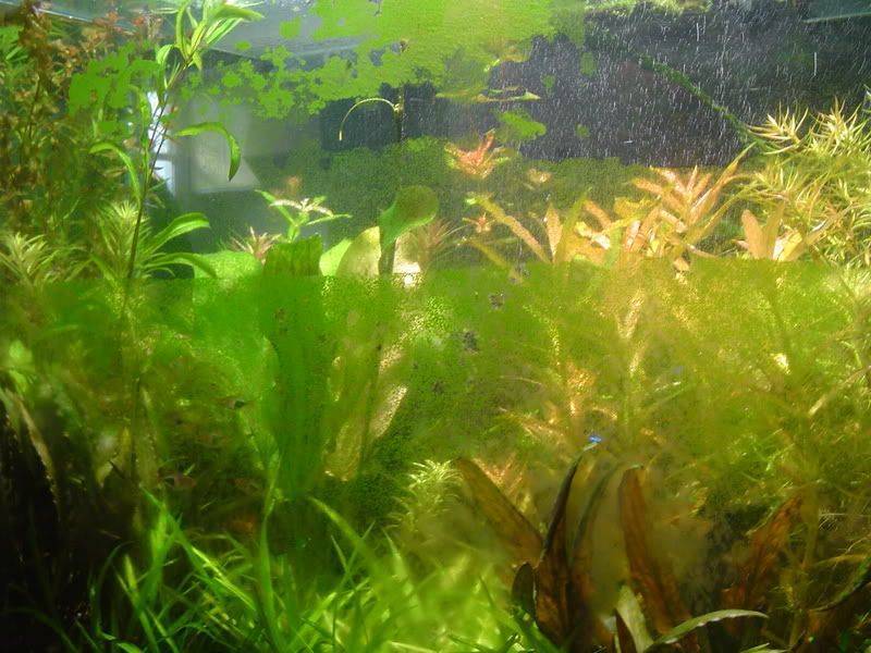 Зеленый налет в аквариуме: 4 причины и 10 способов и советов, как от него избавиться