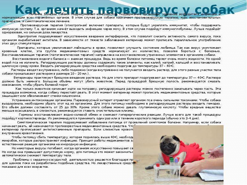 Ветеринарная энциклопедия - собаки - болезни - парвовирусный энтерит (олимпийка)